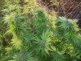 Durban Poison (14kč/ks)